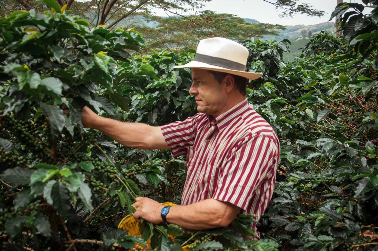 Servicio de Asesoría Técnica en Producción de Café