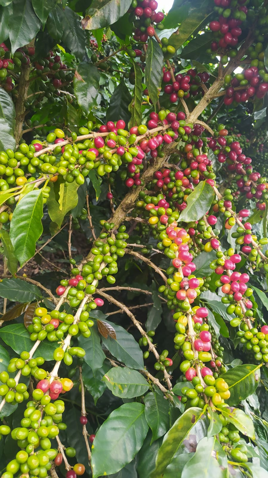 Semillas de Café - Variedad Catimore