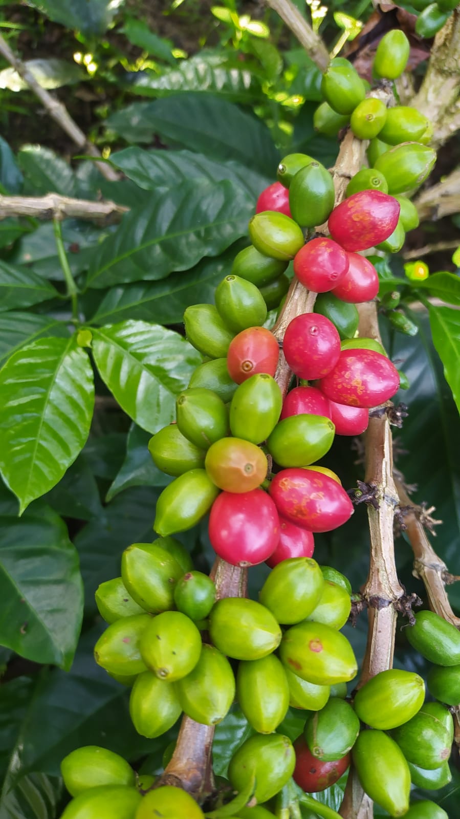 Semillas de Café - Variedad Papayo