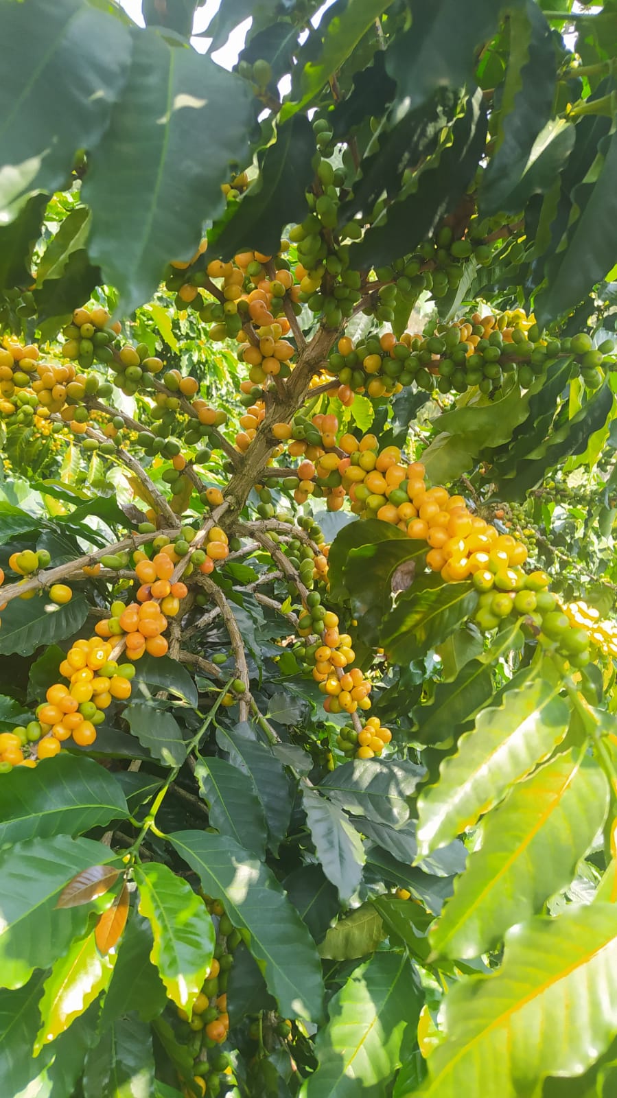 Semillas de Café - Variedad Castillo Tambo