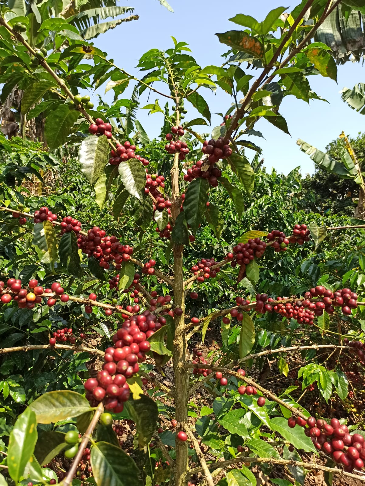 Semillas de Café - Variedad Geisha