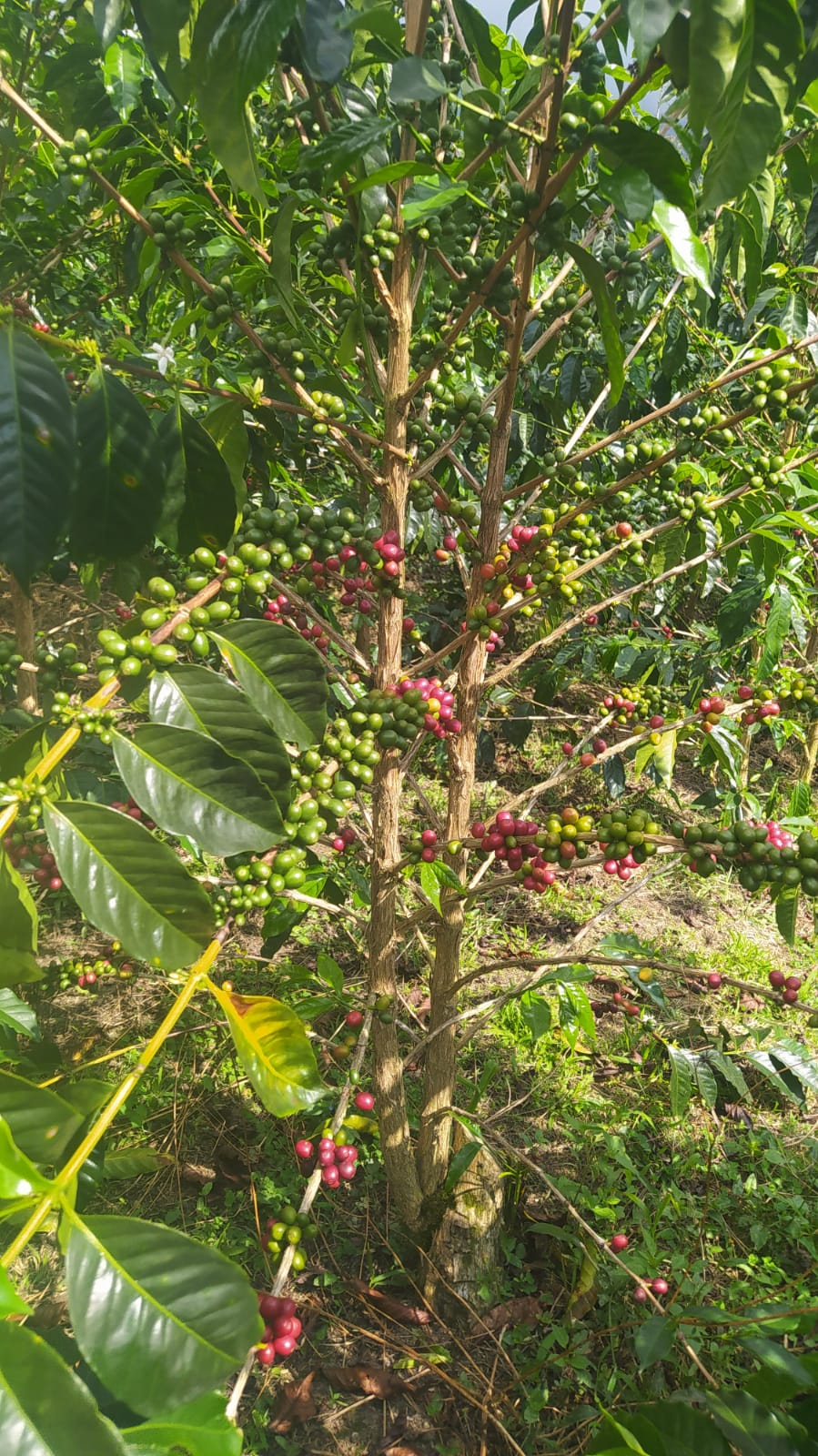 Semillas de Café - Variedad Tabi