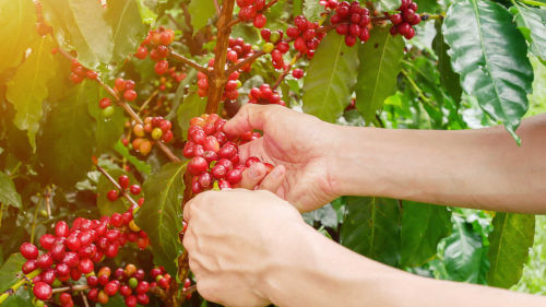 Insumos para Café Orgánico