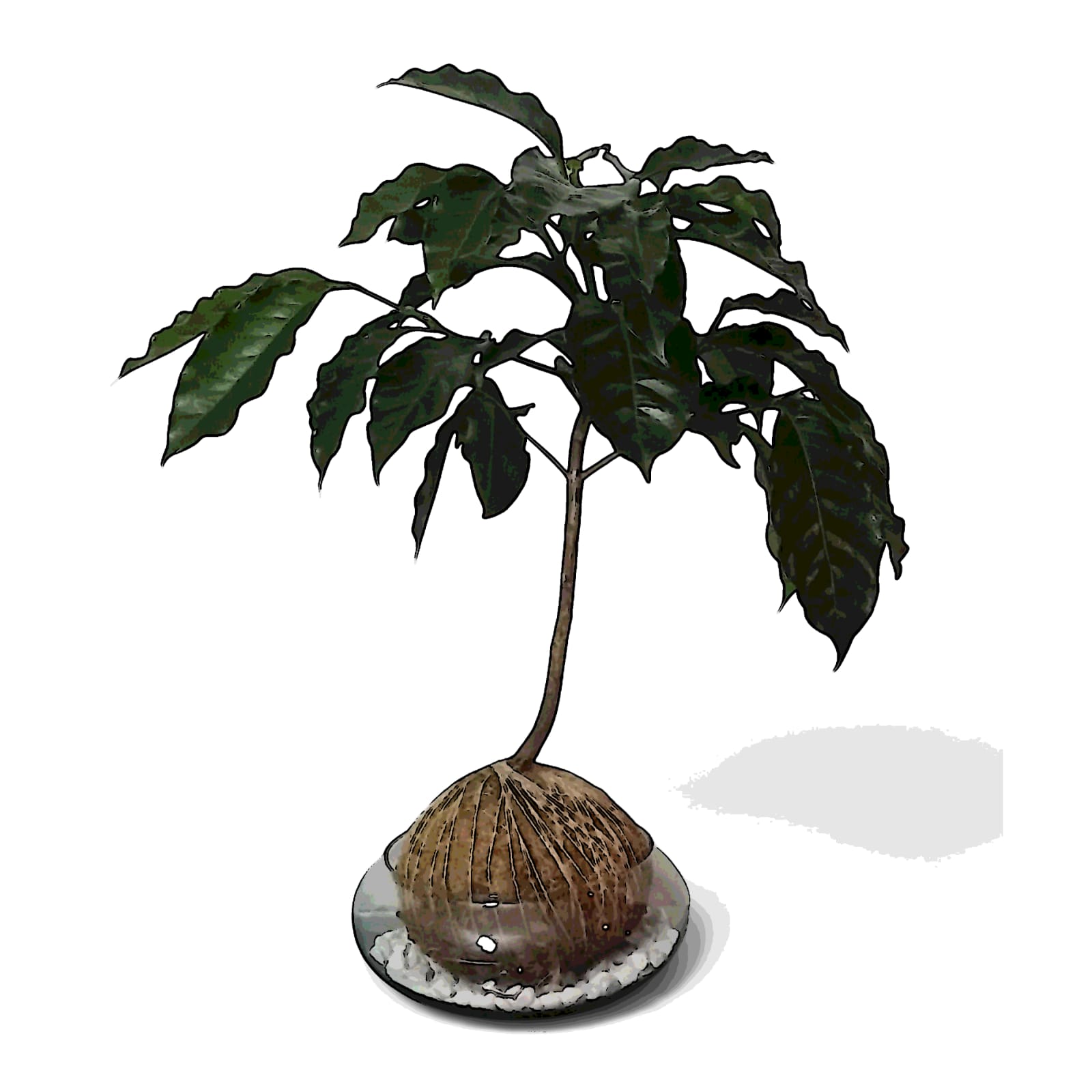 Plántulas o Plantas de Café para decorar o sembrar
